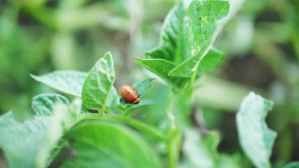 Colorado Potato Beetle Larvae Eat Leaf of Young Potato