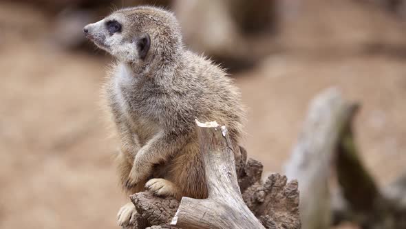 Suricata standing on a guard. Curious meerkat (Suricata suricatta).