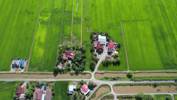 The Paddy Rice Fields of Kedah and Perlis, Malaysia