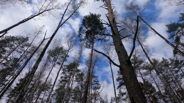 Forest with Birches in the Afternoon