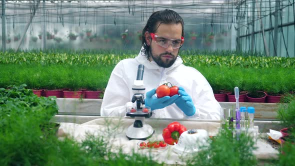 Tomatoes Are Getting Tested with Chemicals By a Male Biologist