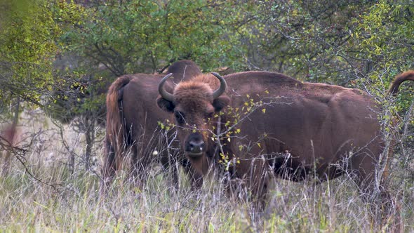 European bison bonasus in a steppe,about to defecate by a bush,Czechia.