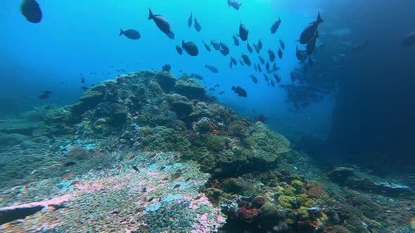 approaching a big coral structure with colorful corals and a group of surgeon fish swimming on top