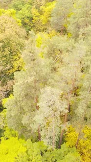 Vertical Video Autumn Forest By Day