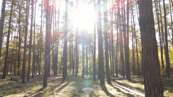 Trees in the Forest on an Autumn Day