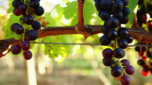 Close-up of red wine grapes