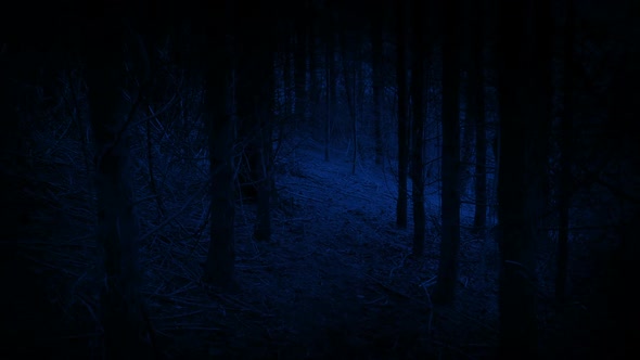 Walking Through Scary Dark Woods At Night