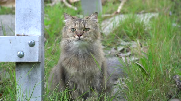 Cute Persian Cat Sitting In The  Garden