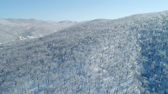 Aerial View of a Frozen Forest with Snow Covered Trees at Winter