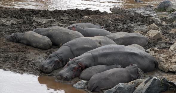 Hippopotamus, hippopotamus amphibius, Group resting near the River, Masai Mara park in Kenya