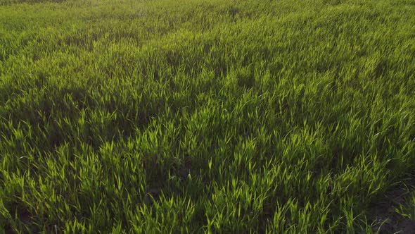 agriculture. green field of early wheat at sunset sunset sunlight movement. green grass sways 