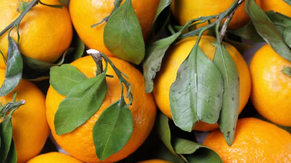 A Lot of Tangerines with Green Leaves