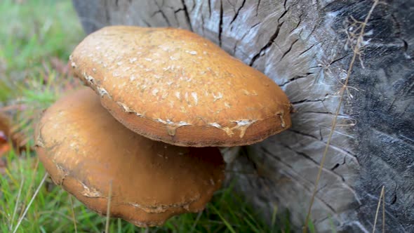 A Mushroom growing out of a tree.