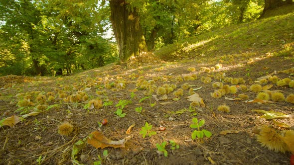 Ripe Chestnuts Fallen From Tree Lie on Ground Among Leaves