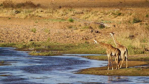 Giraffe in Kruger National park, South Africa