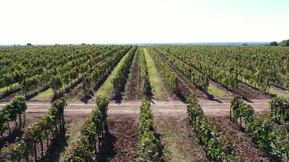 Grapes from Above