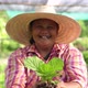 Asian woman farmer harvesting ang showing fresh raw vegetable on her local organic vegetable farm. - VideoHive Item for Sale