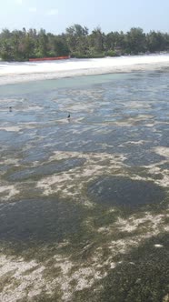 Tanzania  Vertical Video of Low Tide in the Ocean Near the Coast of Zanzibar Slow Motion