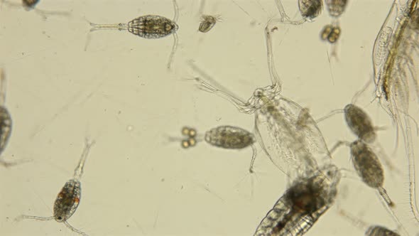 Zooplankton and Plankton of the Black Sea Under a Microscope, Species Diversity Crustaceans