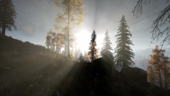 Sun Beams Through Trees alt