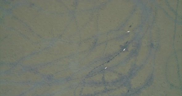 Aerial Top View of Pelicans on a Salt Lake in Vlore Albania