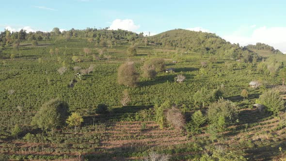 Unique aerial view of tea plantation on hill. Drone flying over Camelia green tea crops