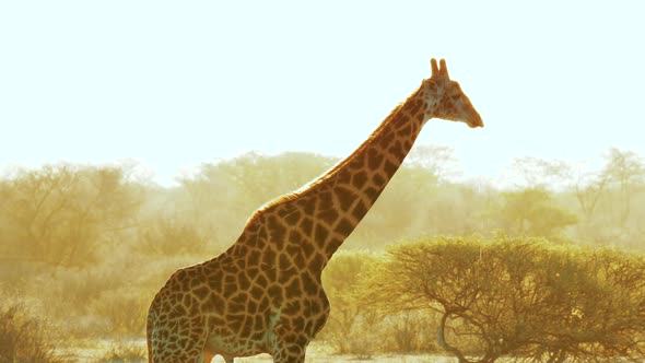 Giraffe Drinking Water At Sunset In African Wilderness - Medium Shot