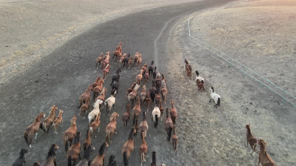 Wild Horses Running