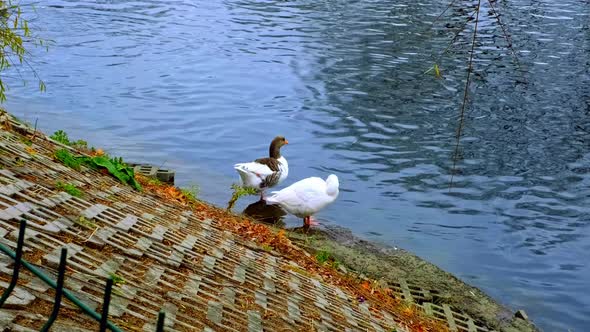 Itchy White Duck By The Lake