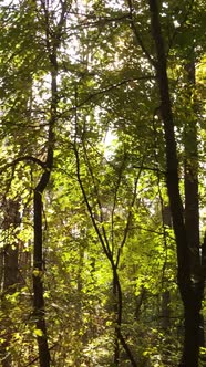 Vertical Video of Trees in the Forest in Autumn