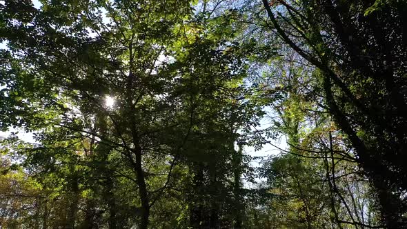 Trees Forest Nature In The Sun