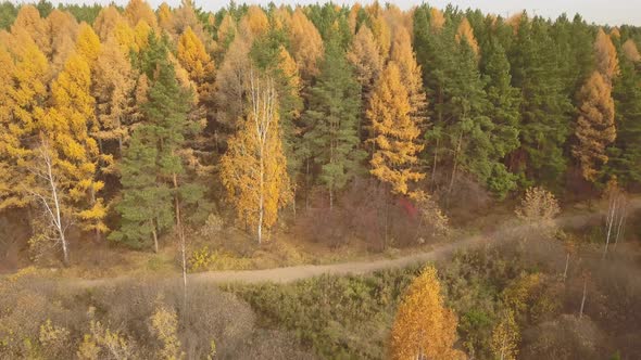 Aerial Footage of Colorful Forest in Autumn Season. Yellow and Green Trees