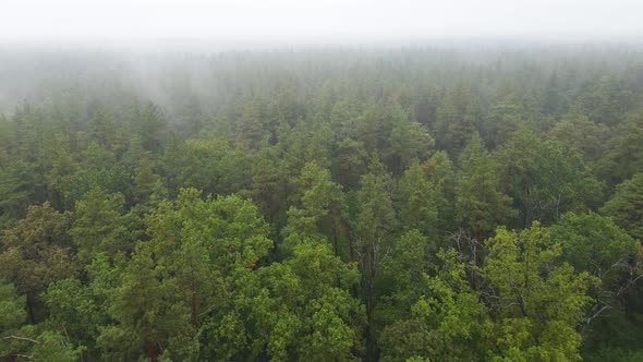 Fog in the Forest Aerial View