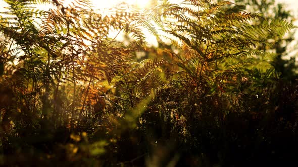 Sunrise over a forest floor covered in brachen