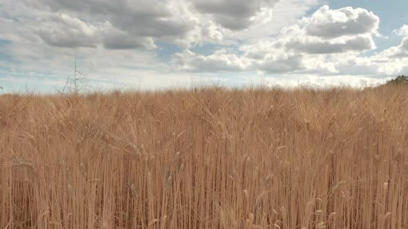 Golden Wheat Crop in Countryside Rural Farm Field