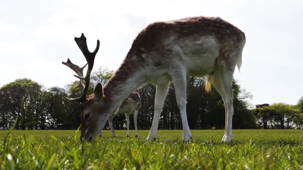 Deer grazing the grass in the Phoenix Park in Dublin, Ireland