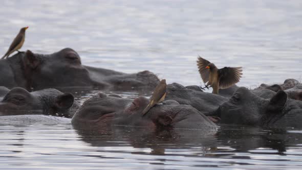 Yellow-billed oxpeckers eat ticks and other insects from the skin of hippos