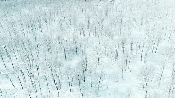 Aerial Video of Winter Forest