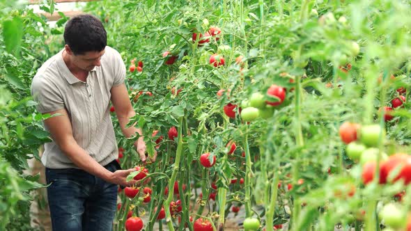 Male Farmer Checking Quality of Tomatoe Plants