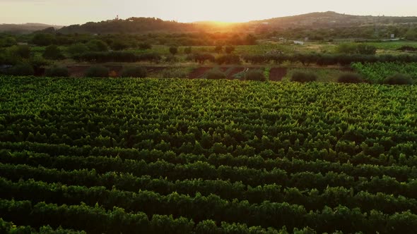 Aerial view of vineyards in Nerezisca dalmatian village, Brac Island, Croatia.