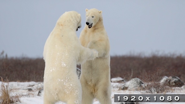 Polar Bears Fighting and Sparring in the Snow