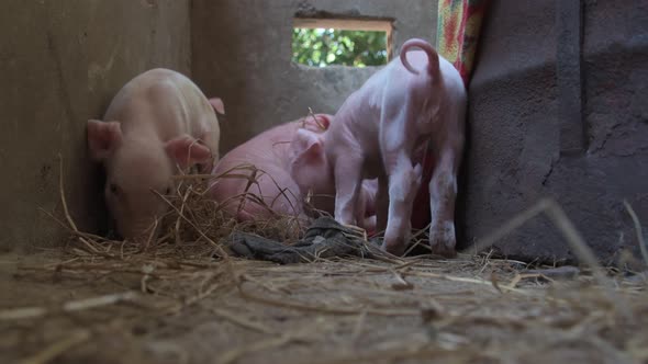 Healthy and happy young piglets in their pen