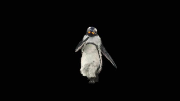 Penguin Dancing HD