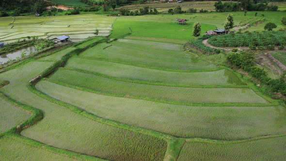 Aerial drone view of agriculture in rice on a beautiful field filled with water