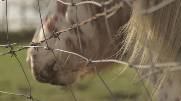 Pony in a field with flowing mane