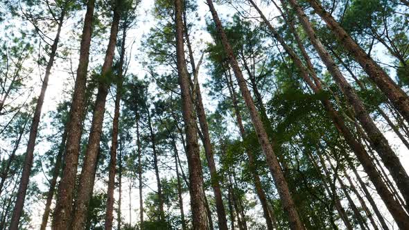 Pine Forest with Sunlight