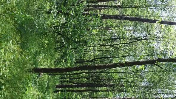 Vertical Video Aerial View Inside a Green Forest with Trees in Summer