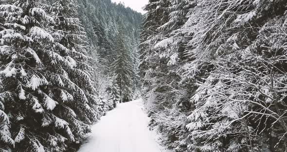 Mountain Road Through the Winter Snowy Forest