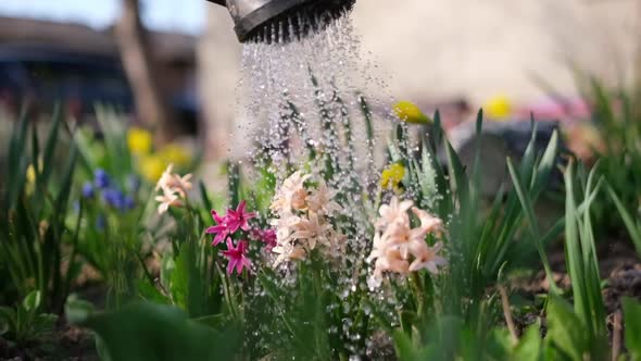 Take Care of Garden  Close Up View of Gardener Watering Flowers Slowmotion Video