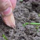 Hand Plans Garlic Clove Into the Soil Close Up - VideoHive Item for Sale